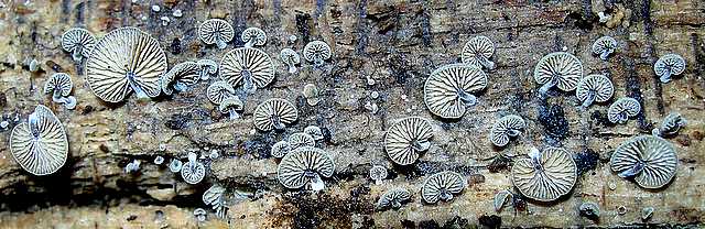 2005 :  Un anno di funghi